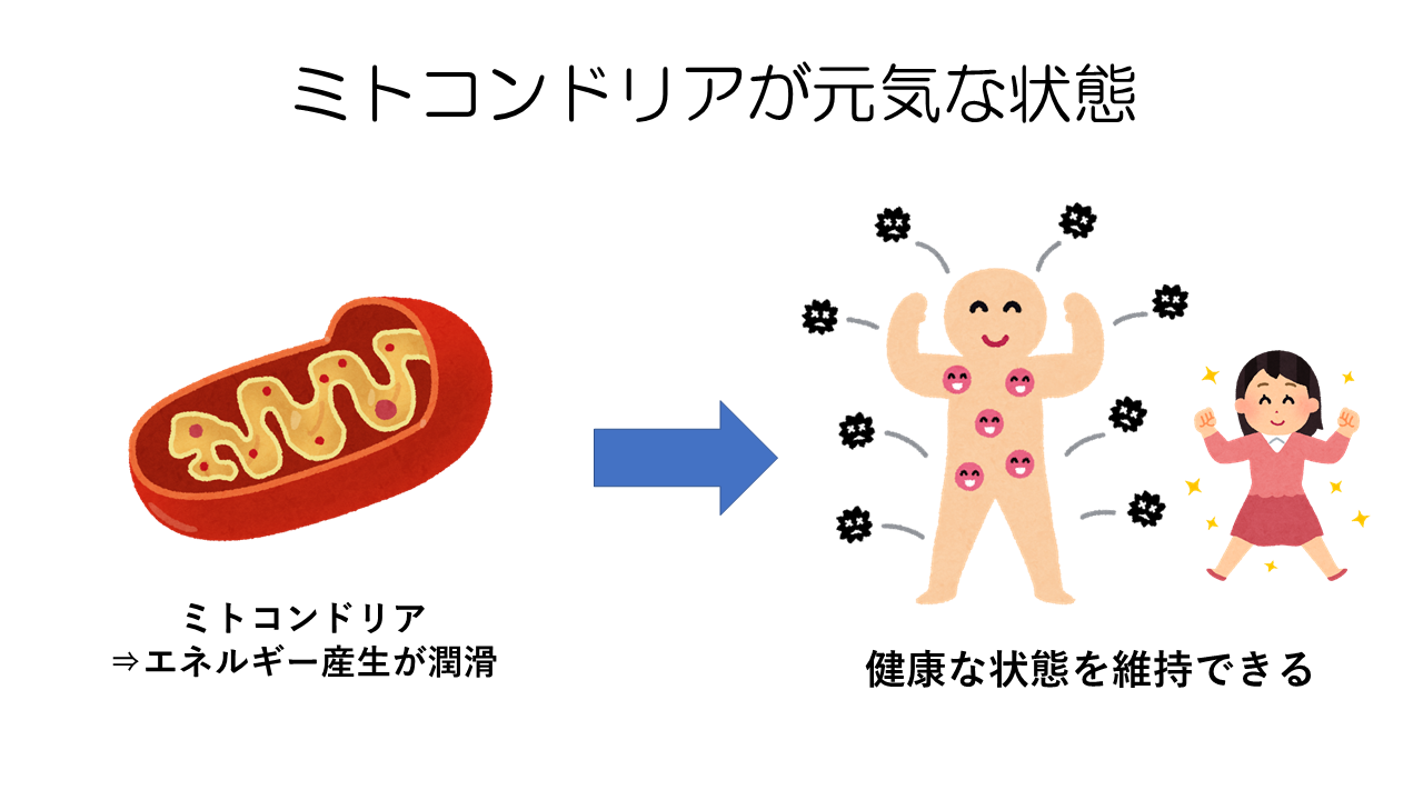 ミトコンドリアが元気な状態