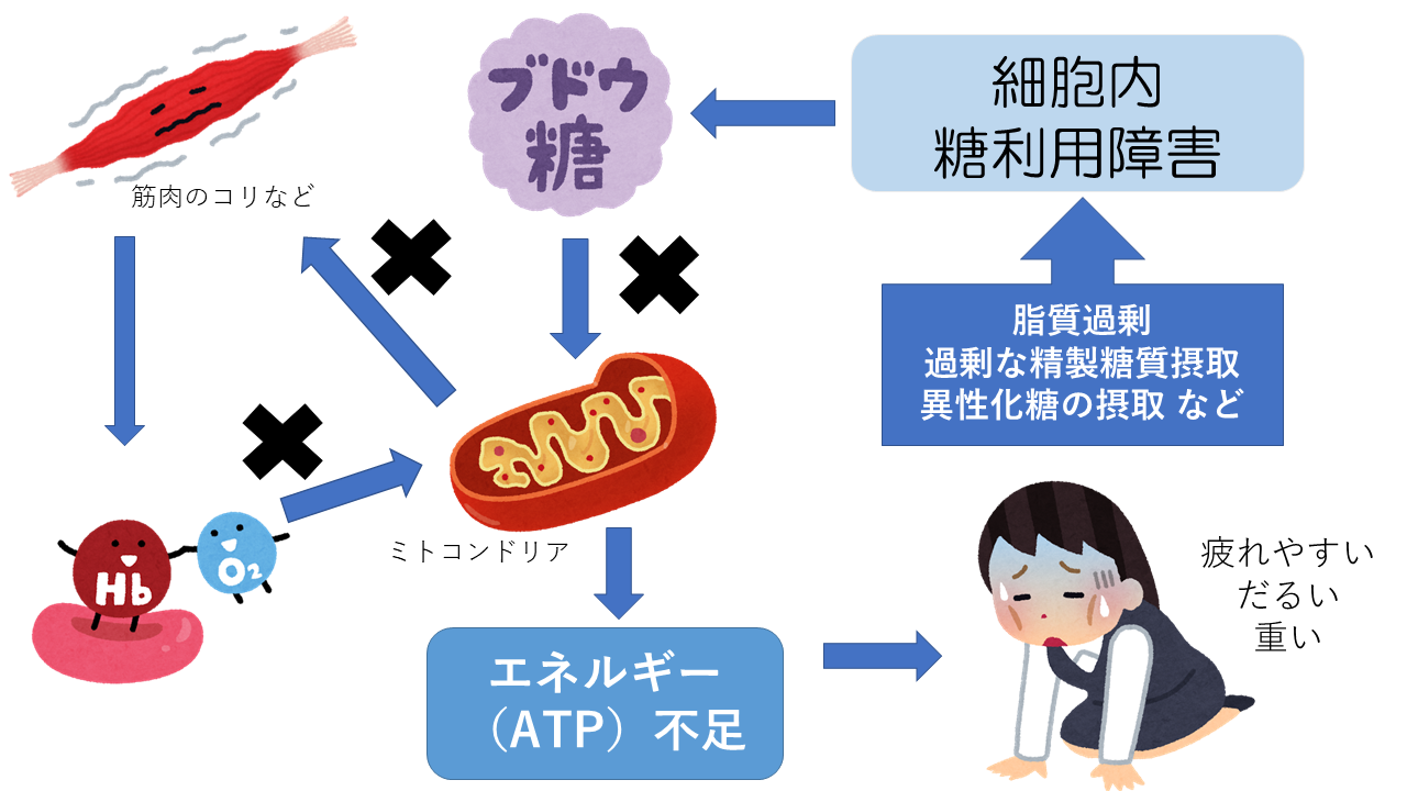 細胞内糖代謝異常による慢性疲労の説明