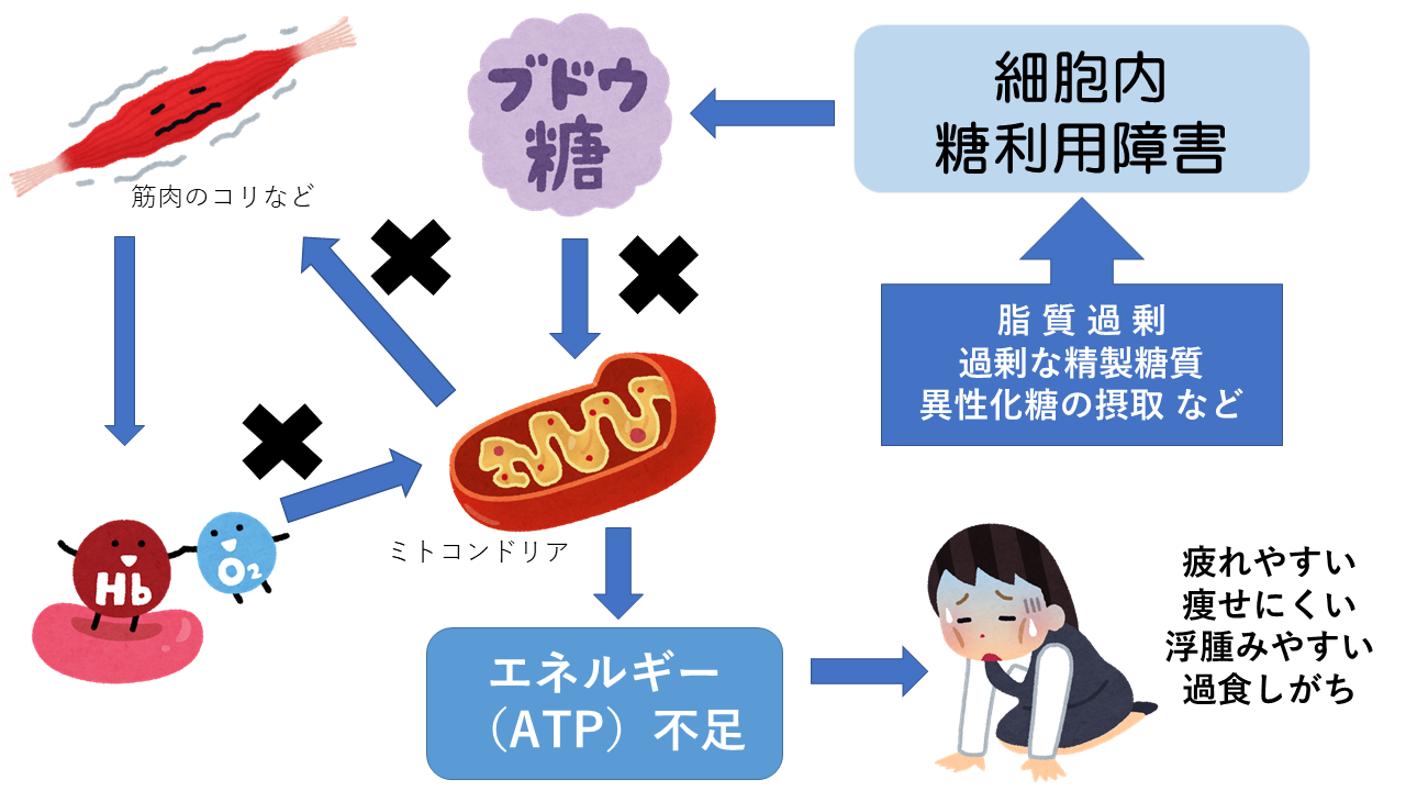 細胞内糖利用障害（ダイエット版）