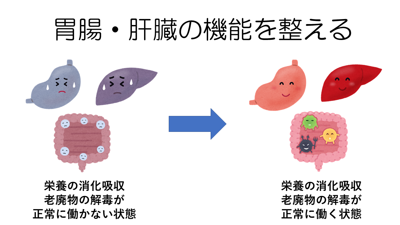 胃腸・肝臓の機能を整える