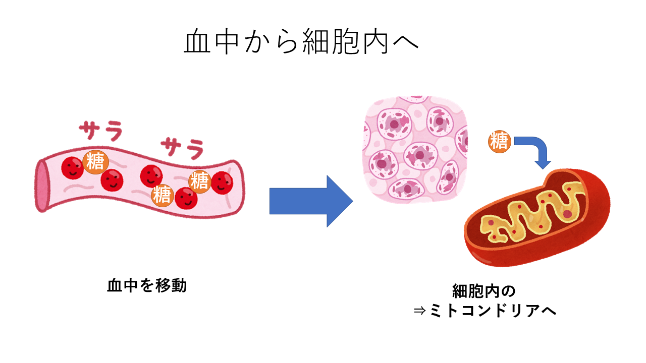血中から細胞内へ（糖の移動）