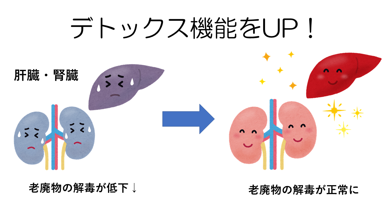 腎臓・肝臓の機能を整える