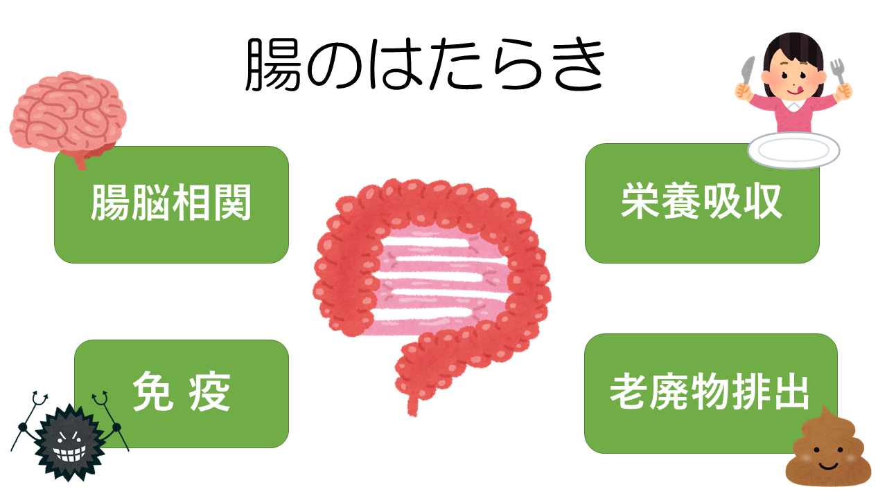 腸のはたらき