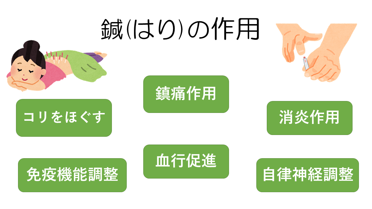 鍼の作用