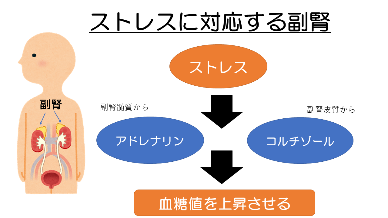 ストレスに対応する副腎