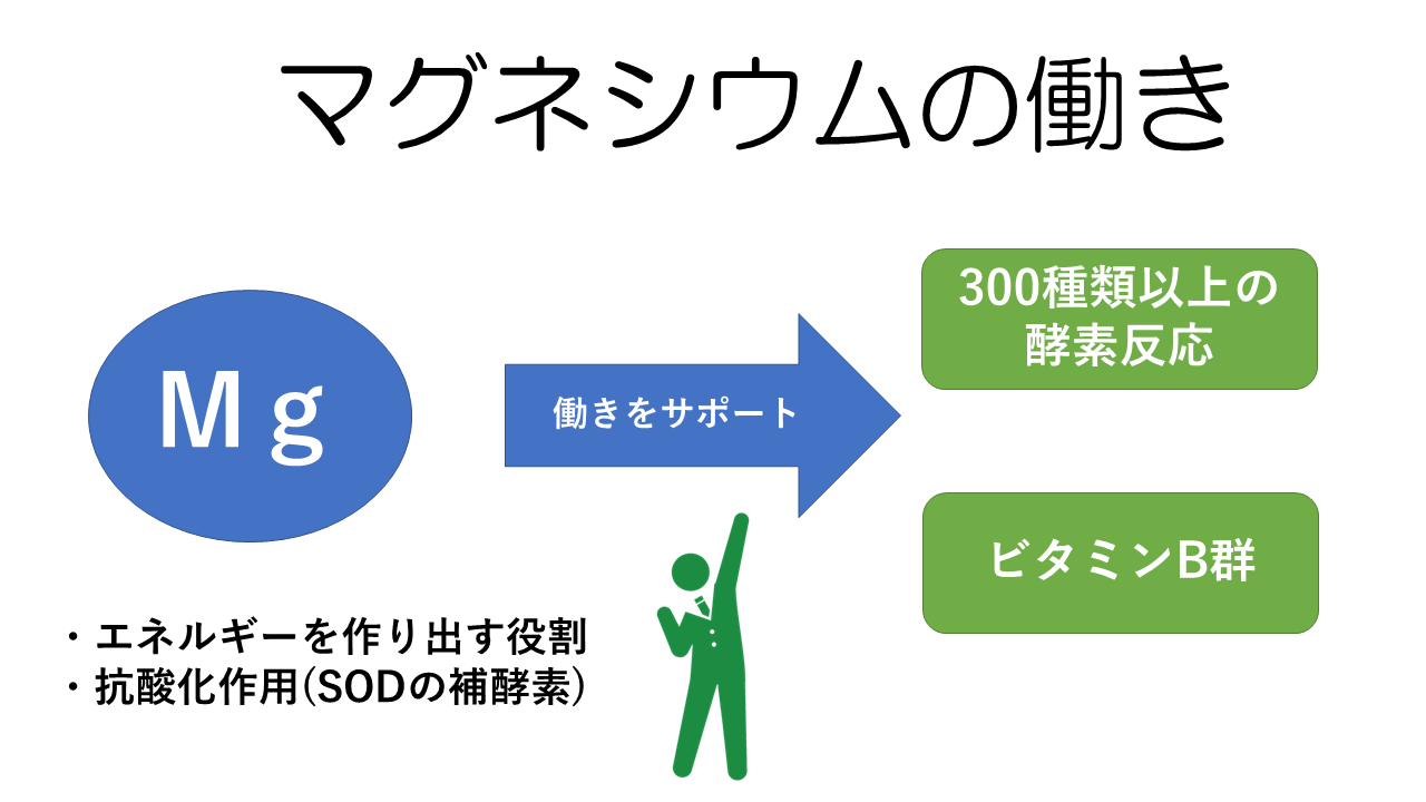 マグネシウムの働き