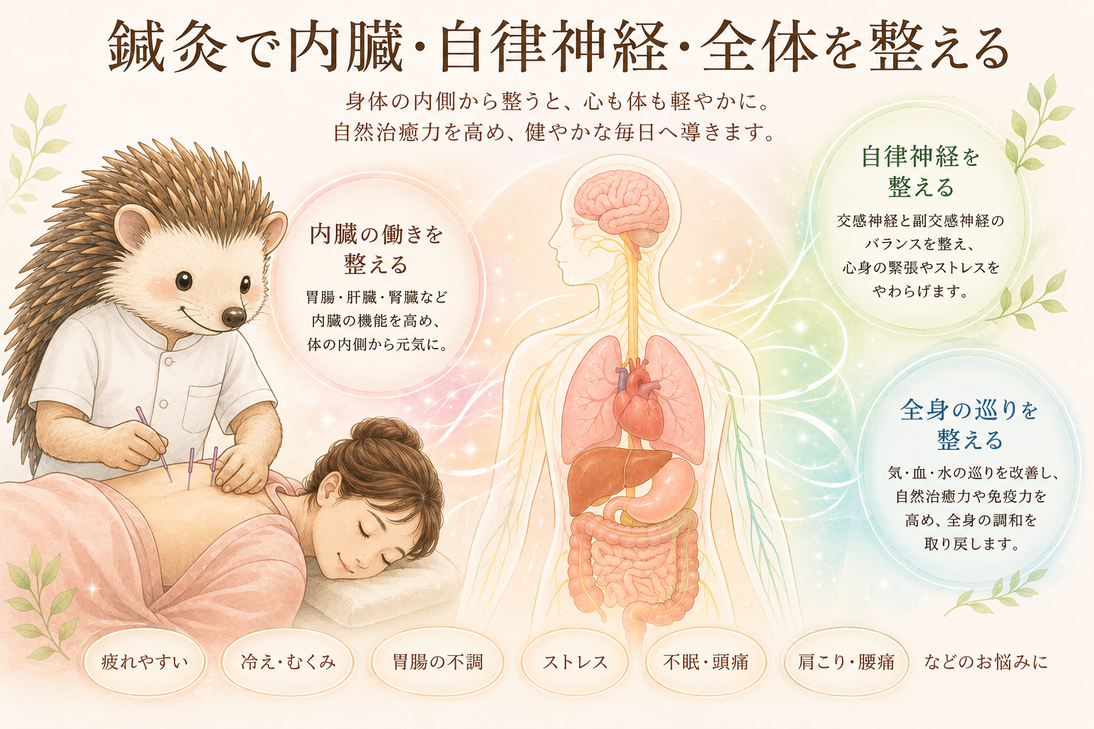 あなたが現在見ているのは 鍼灸で内臓を整えるとは？｜もも鍼灸院が考える身体全体の調整